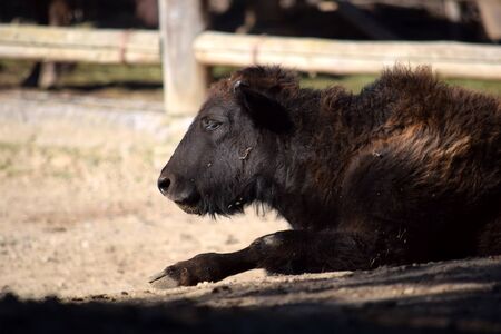 Bison Baby Lying Down and Restingの写真素材