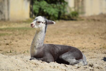 Baby Lama Alpaca Lying Downの写真素材