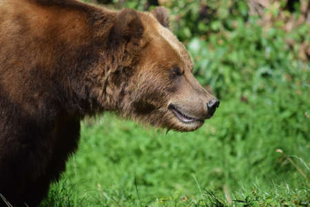 Kamchatka Brown Female Bear Focusingの写真素材