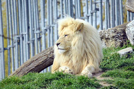 White Lion Resting Panthera Leo Krugeriの写真素材