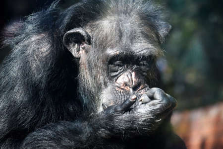 Chimpanzee Pan Troglodytes Looking at Handの写真素材