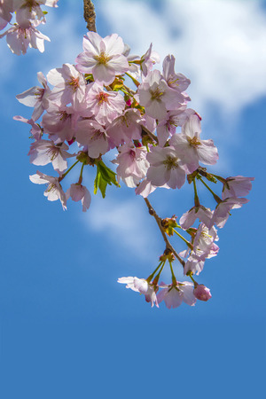 Cherry Blossomsの写真素材