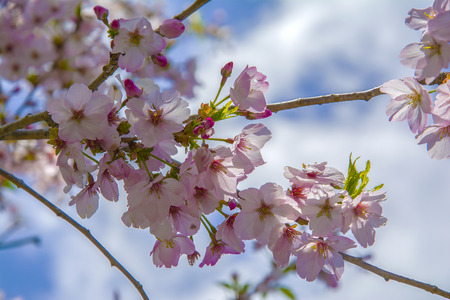 Cherry Blossomsの写真素材