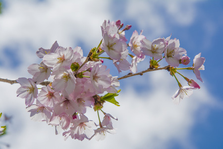 Cherry Blossomsの写真素材