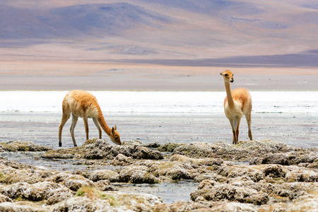 Vicuna drinking water at the Canapa Lagoon in Bolivian Plateauの写真素材