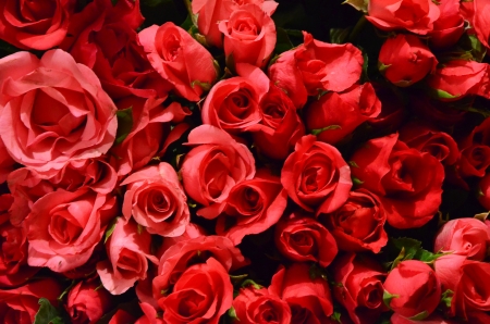 Red romance roseの写真素材