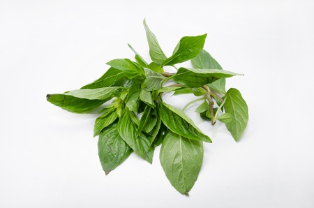 Sweet Basil with white backgroundの写真素材