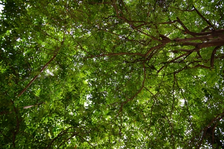 A Tree of life