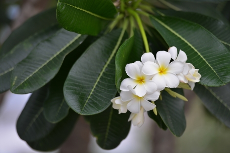 Fragrant white flowersの写真素材