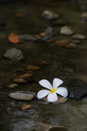 White flower is flowing  along the waterの写真素材