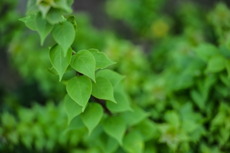 A green heart shape leafの写真素材