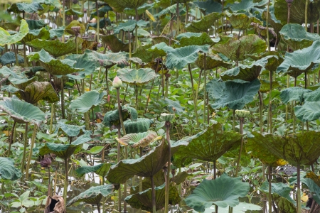 The pond of lotus, Chiang Mai, Thailandの写真素材