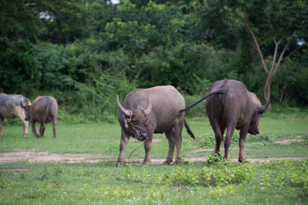 Buffalo in field, Thailand の写真素材