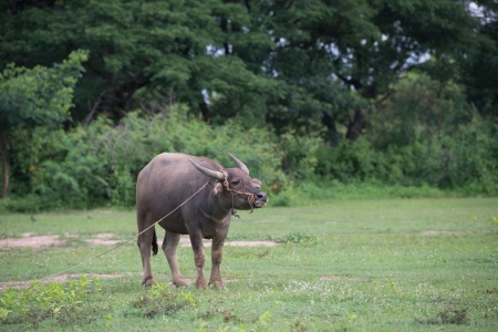 Buffalo in field, Thailand の写真素材