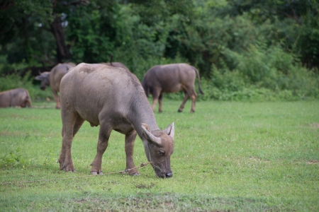 Buffalo in field, Thailand の写真素材