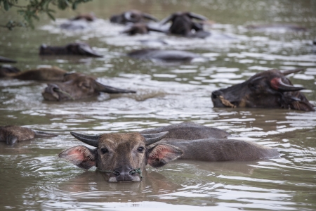 buffalo are playing water, Thailandの写真素材