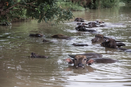 buffalo are playing water, Thailandの写真素材