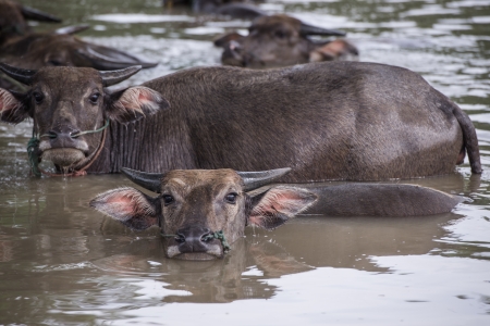 buffalo are playing water, Thailandの写真素材
