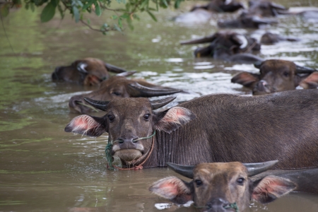 buffalo are playing water, Thailandの写真素材