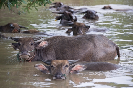 buffalo are playing water, Thailandの写真素材