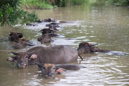 buffalo are playing water, Thailandの写真素材