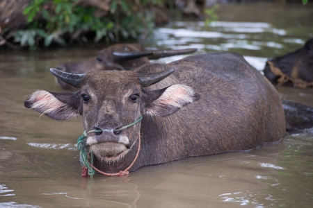 buffalo is playing water, Thailandの写真素材