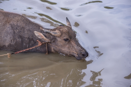 buffalo is playing water, Thailandの写真素材