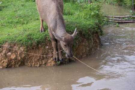 buffalo is playing water, Thailandの写真素材