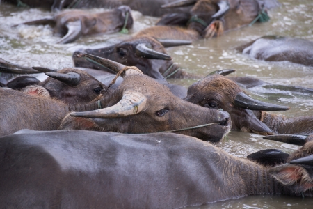 buffalo are playing water, Thailandの写真素材