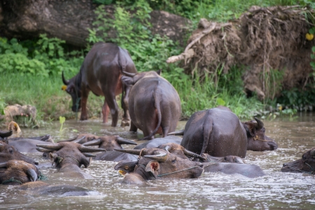 buffalo are playing water, Thailandの写真素材
