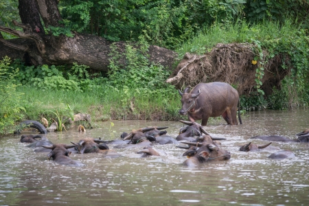 buffalo are playing water, Thailandの写真素材