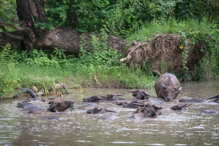buffalo are playing water, Thailandの写真素材