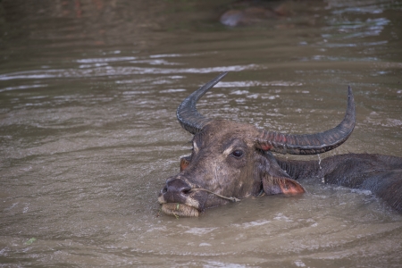 buffalo is playing water, Thailandの写真素材