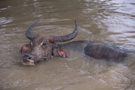 buffalo is playing water, Thailandの写真素材