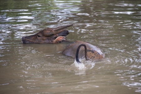 buffalo is playing water, Thailandの写真素材