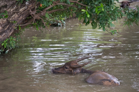buffalo is playing water, Thailandの写真素材
