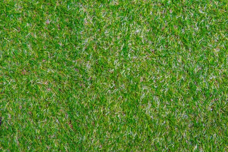Green Grass Texture and surfaceの写真素材