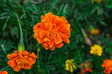 Orange marigold in the fieldの写真素材