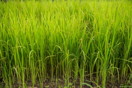 Paddy field and young rice treeの写真素材