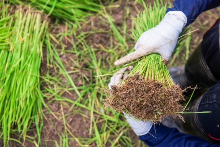 Paddy field and young rice treeの写真素材