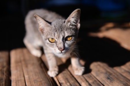 orange eyes cat portrait in natural light and shadeの写真素材