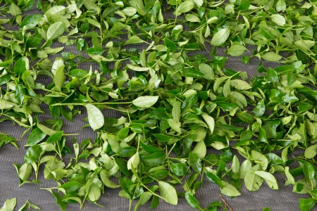 Tea leavesの写真素材