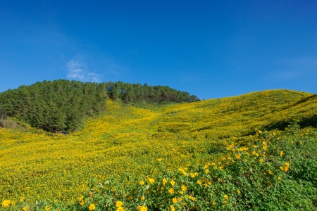 Mexican sunflower in Thailandの写真素材