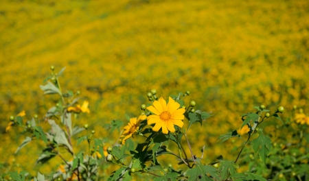 Mexican sunflower in Thailandの写真素材