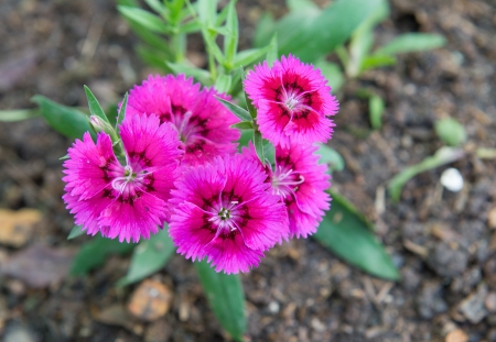 Pinky flowerの写真素材