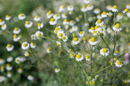 Little white flower with yellow pollen in gardenの写真素材