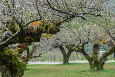 Japanese apricot tree garden