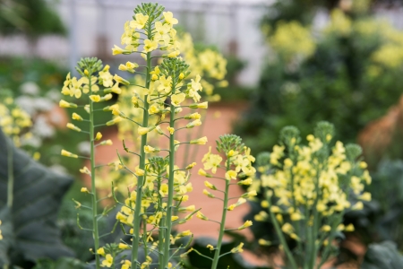 Little yellow flower  in gardenの写真素材