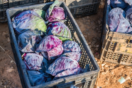 Violet cabbage in basket