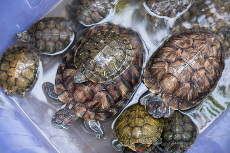 Small turtle in fresh water in the templeの写真素材